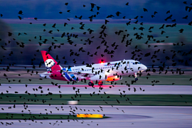 Птицы атаковали самолет авиакомпании «Ямал» при посадке в Салехарде