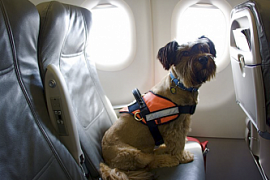 Собака открыла багажный отсек в самолете во время полета и осталось жива