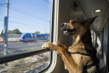Как пережить длительное путешествие в поезде с собакой