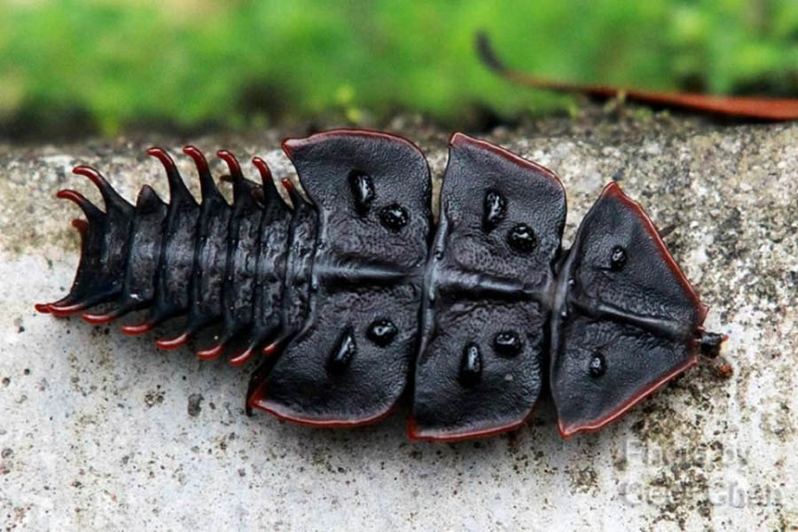 ✈ Самые неприятные и страшные насекомые в мире, где они водятся, их фото