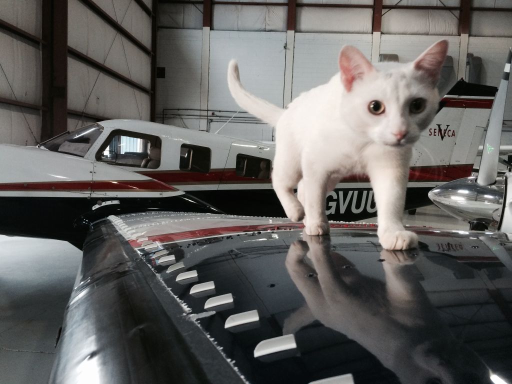 Кошка в самолёте: как перевезти животное, нужен ли билет