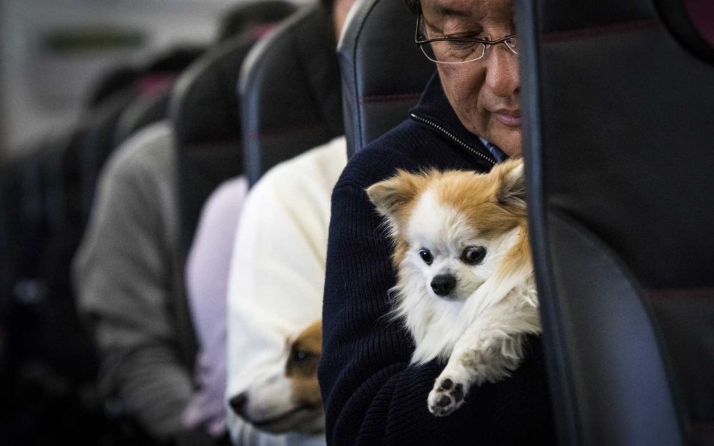 Собака в самолёте: как перевезти питомца, нужен ли билет
