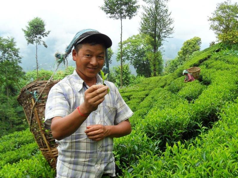 Непал. Чайная столица Илам 