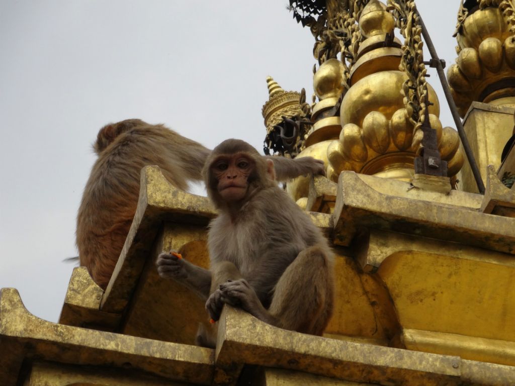 Непал. Храм обезьян