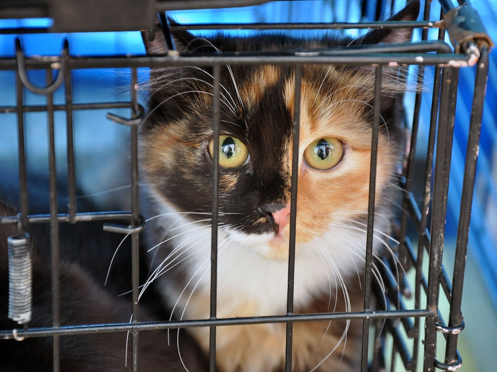 Кошка в самолёте: как перевезти животное, нужен ли билет