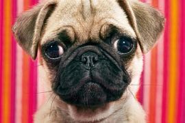 «Аэрофлот» вводит запрет на перевозку собак с короткой и приплюснутой мордой