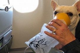 Бортпроводники JetBlue спасли задыхающегося пса на борту самолета