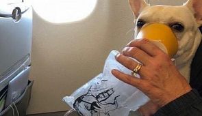 Бортпроводники JetBlue спасли задыхающегося пса на борту самолета