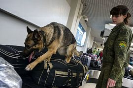Помещения московских аэропортов проверяют сапёры и кинологи