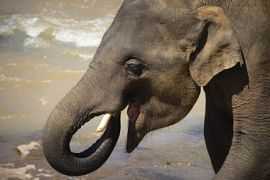 Как общаются животные: интересные факты о языках братьев наших меньших