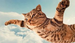 В аэропорту Минеральных Вод появился новый хвостатый пилот