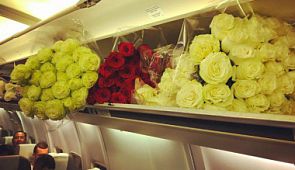 Анастасия Волочкова разозлила цветами пассажиров авиакомпании «Ютейр» (видео)