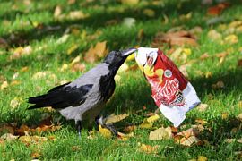Дворники от Бога: о том, как умные вороны убирают мусор во французском парке развлечений