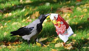 Дворники от Бога: о том, как умные вороны убирают мусор во французском парке развлечений