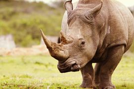 Полиция ЮАР задержала браконьеров, пытавшихся перевезти во Вьетнам рога носорогов
