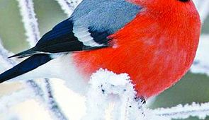 Куда слетать в феврале? Дешевые авиабилеты на февраль 