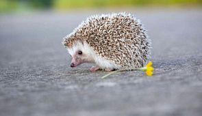 Пилот остановил самолёт, чтобы не задавить ежа