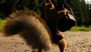 Пассажирку сняли с рейса самолета из-за белки