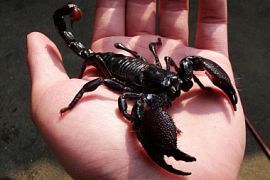 В аэропорту Шри-Ланки поймали туриста со смертельно опасной ручной кладью