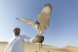 Катарские орнитологи предложили российским аэропортам помощь в борьбе с чайками