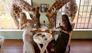 В моём номере жираф: 7 отелей, в которых можно встретить диких животных