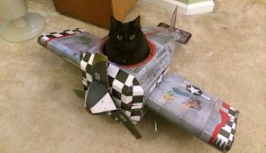 Опрос. Приходилось ли вам летать на самолёте с кошкой?