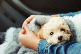 Китаянка пыталась незаконно взять щенка в самолет, притворившись беременной