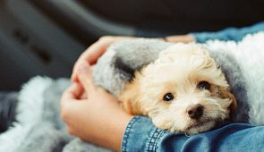 Китаянка пыталась незаконно взять щенка в самолет, притворившись беременной