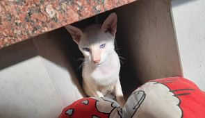 «Аэрофлот» снова оказался замешан в скандале с домашними животными