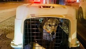 «Аэрофлот» потерял собаку по пути из Перми в Берлин