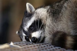 Застрявший енот задержал рейс авиакомпании Air Canada