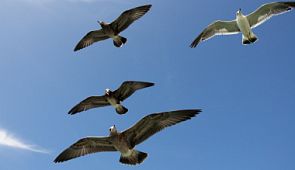 Самолёт в Канаде столкнулся со стаей птиц и приземлился на одном двигателе