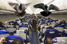 Голуби устроили настоящий беспорядок на борту самолёта авиакомпании GoAir