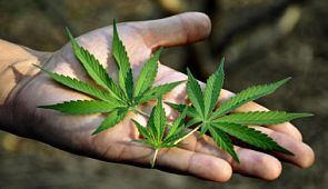 В Лос-Анджелесе в самолет разрешили брать марихуану