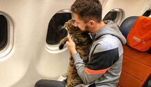 Противостояние толстого кота и «Аэрофлота» набирает обороты