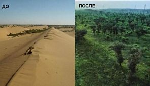 Как из пустынь делают оазисы: четыре истории о победе над песком