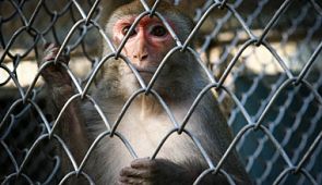 В аэропорту Краснодара обнаружили 74 обезьян-нелегалов