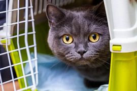 Авиакомпания Utair разрешила перевозить 10 животных на борту одновременно