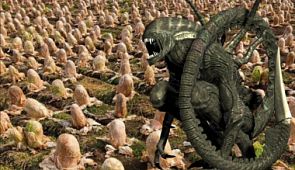 Японский фермер обнаружил на своём участке нечто, похожее на кладку инопланетных яиц