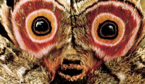 15 примеров мимикрии у животных: самые яркие и забавные фото